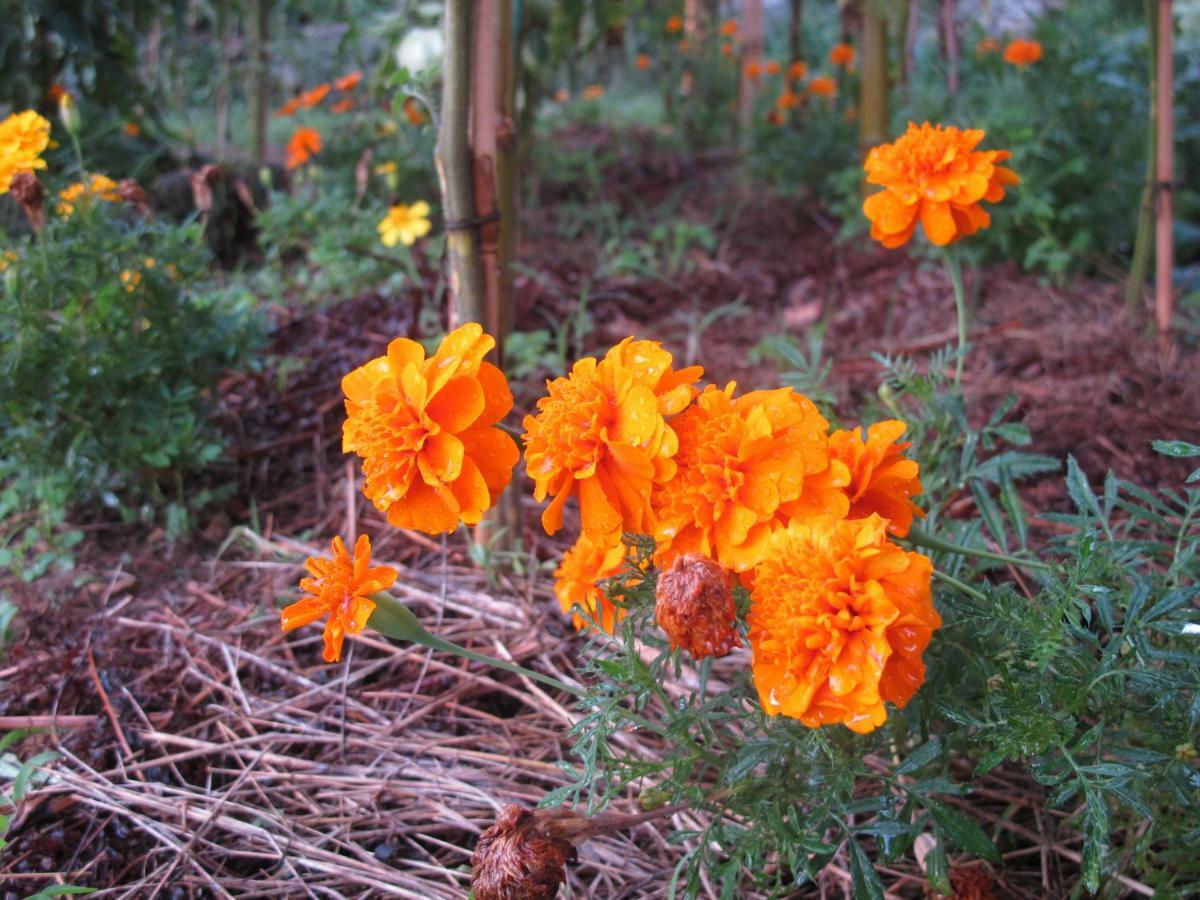 Cottage Poppy Tursac Exterior foto